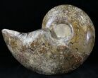 Rare Argonauticeras Ammonite (Pair) - Amber Colored Crystals #23356-5